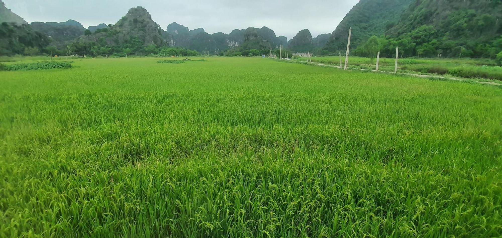 Trang An Rice Field Homestay Ninh Bình Ngoại thất bức ảnh