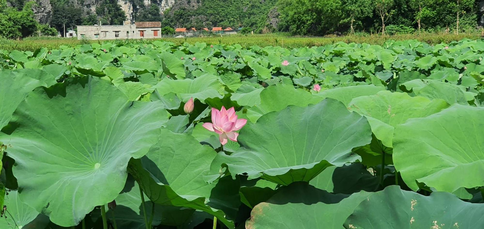 Trang An Rice Field Homestay Ninh Bình Ngoại thất bức ảnh